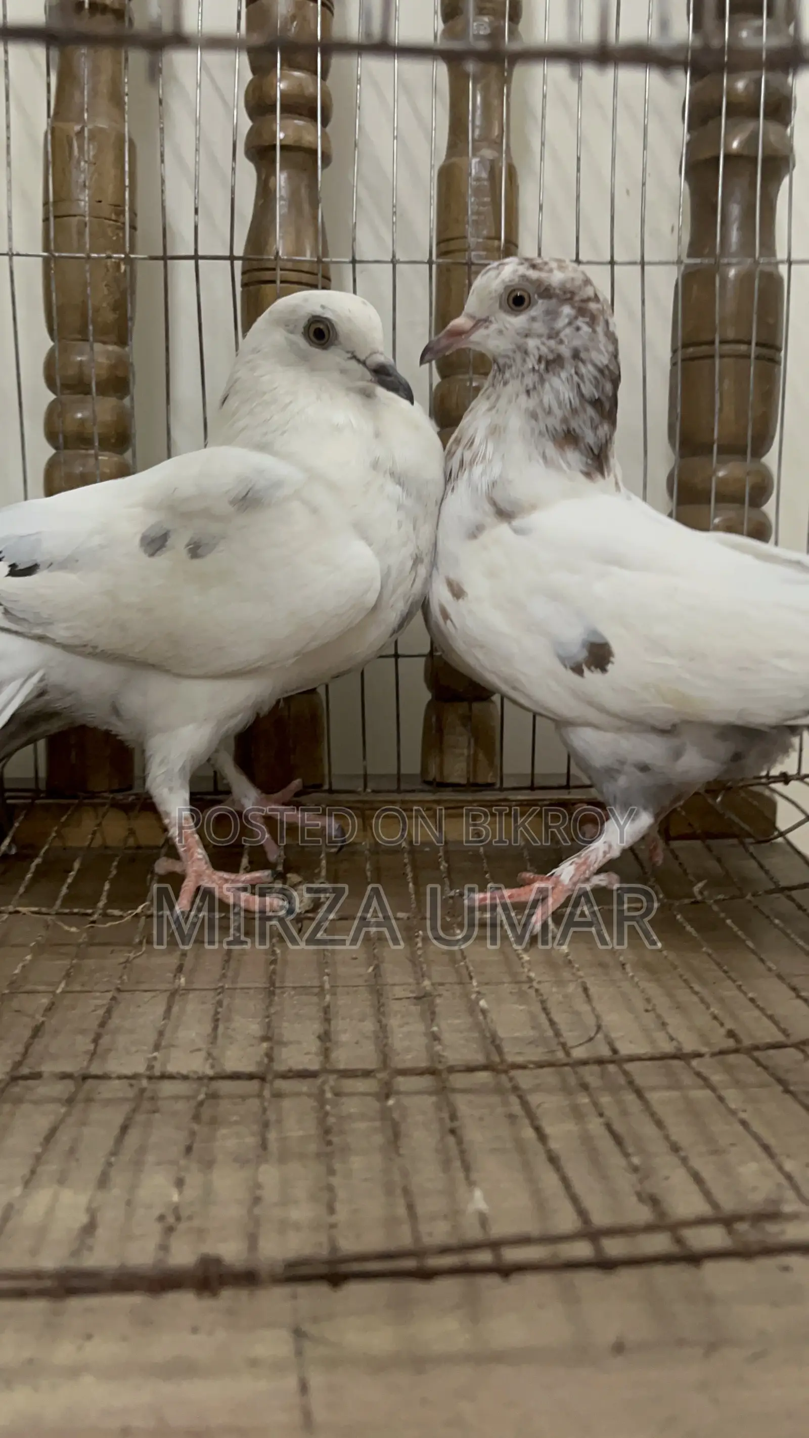 2 Jura Giribaj Kobutor Bikri Hobe