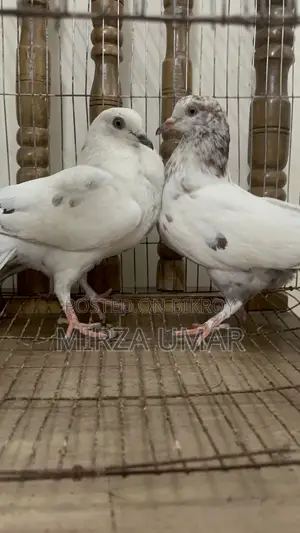 2 Jura Giribaj Kobutor Bikri Hobe
