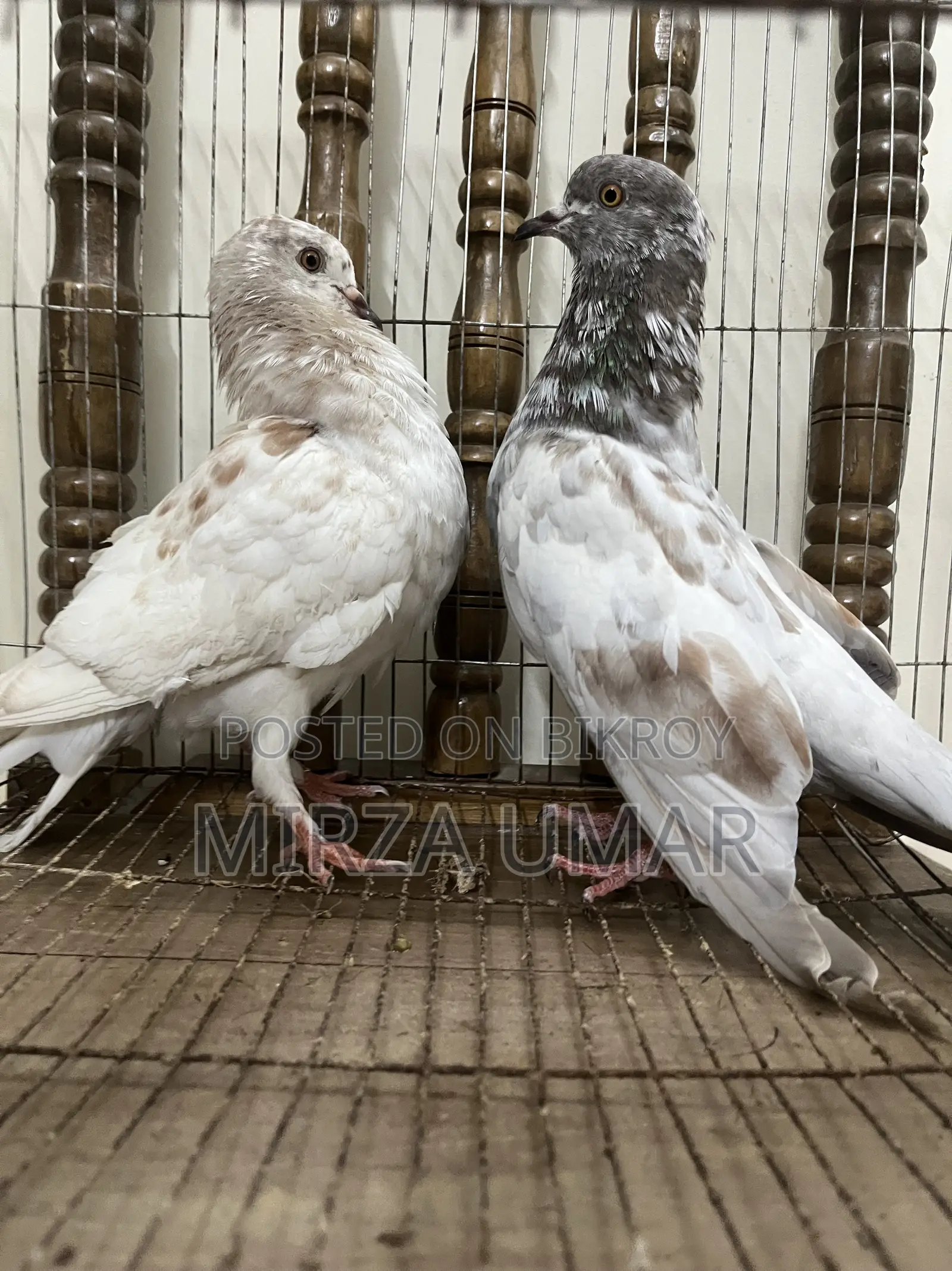 2 Jura Giribaj Kobutor Bikri Hobe