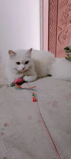 Pure Persian Female Cat, 1+ Year