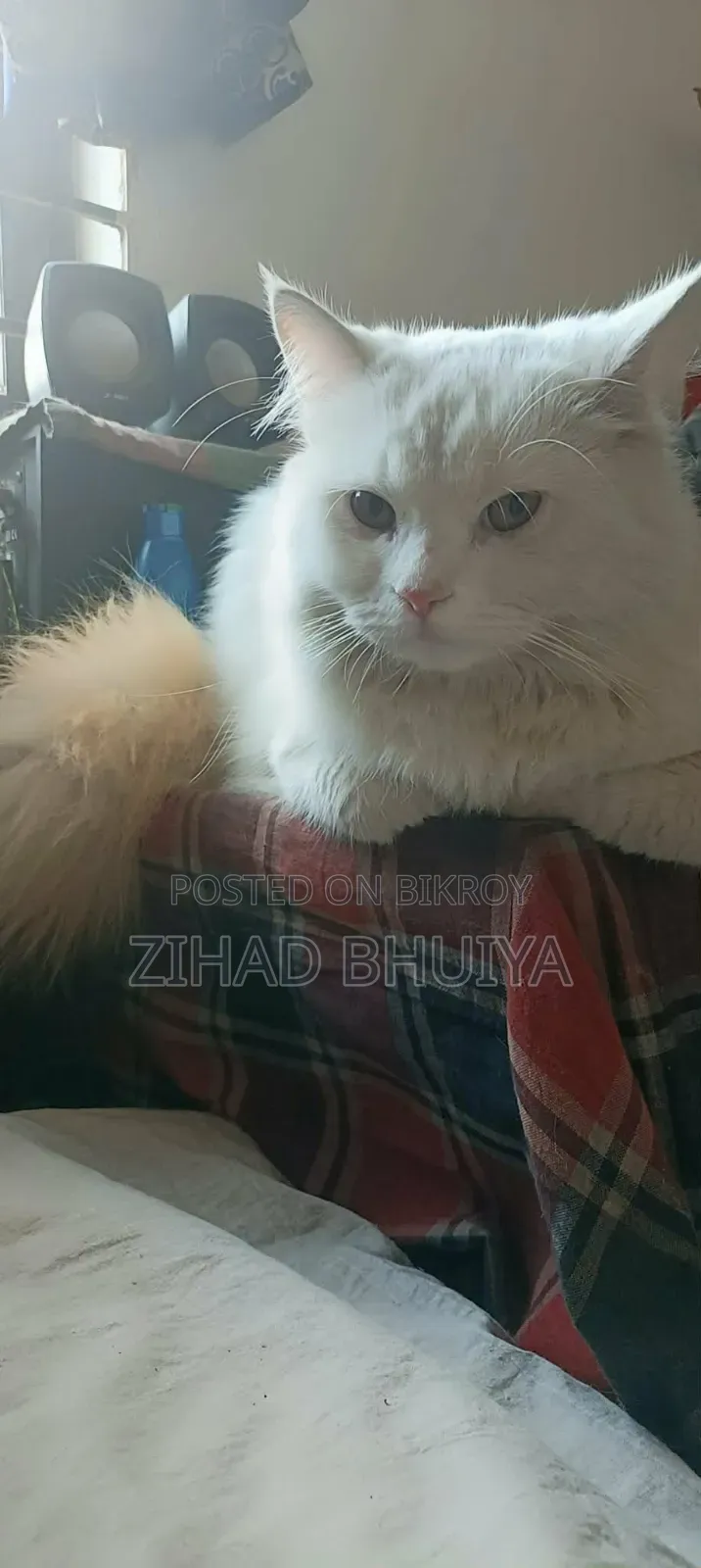 ১+ বছরের মহিলা পিওর পার্সিয়ান বিড়াল