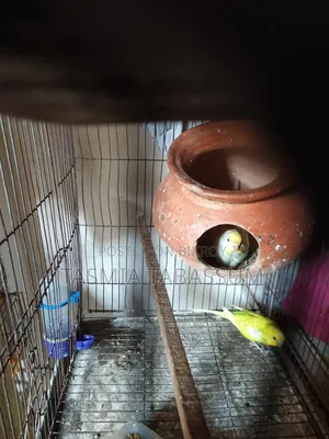 বাজিগার পাখি