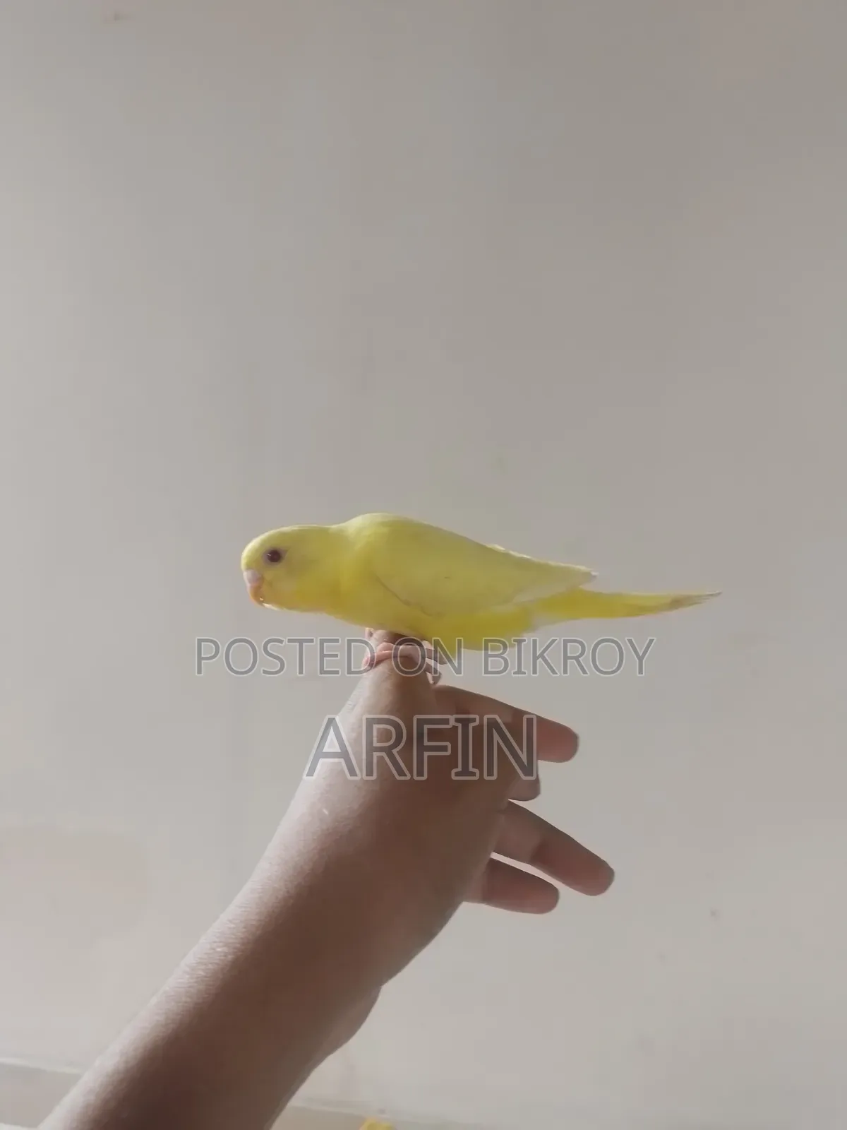 Red Eyes Lutino Budgerigar