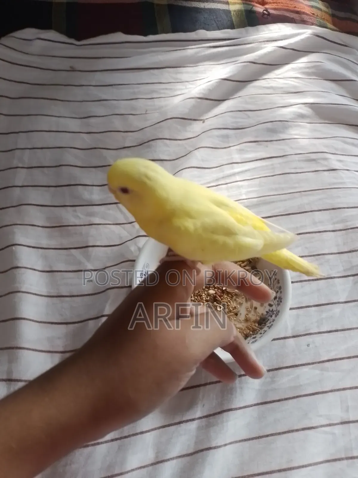 Red Eyes Lutino Budgerigar