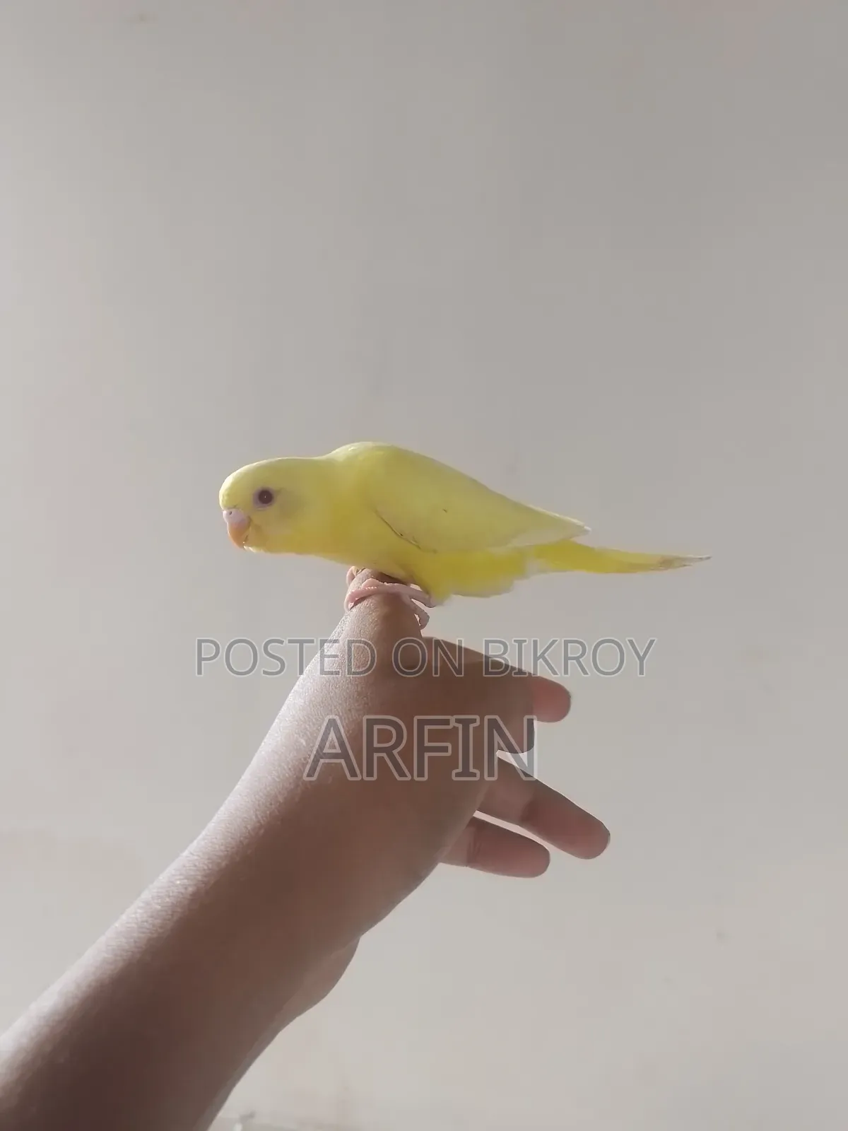 Red Eyes Lutino Budgerigar