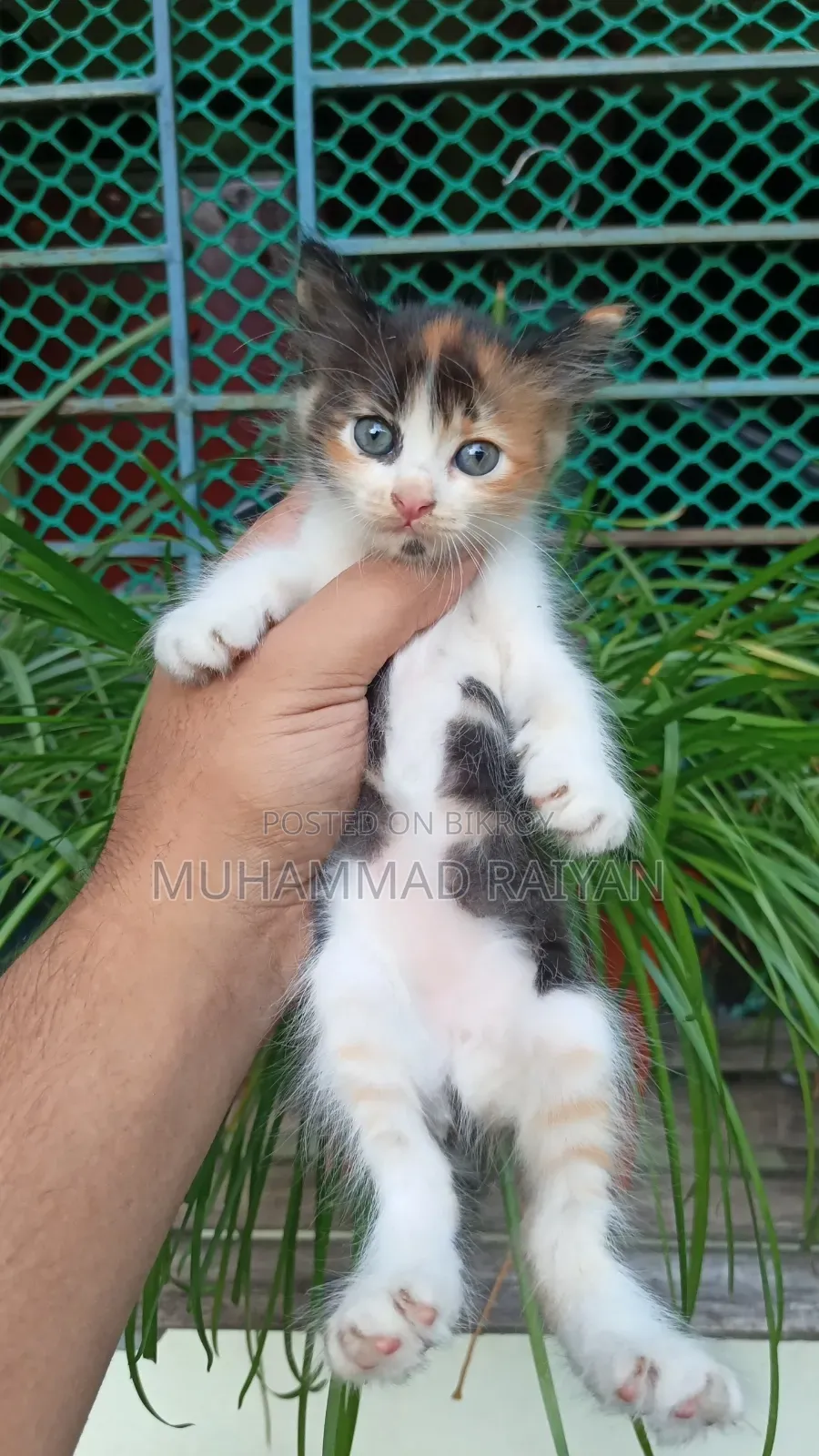 1-3 months Female Mixed Breed Cat