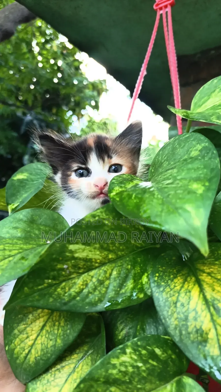 1-3 months Female Mixed Breed Cat