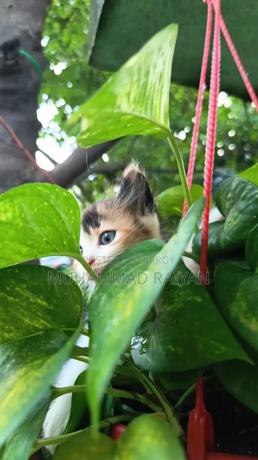 1-3 months Female Mixed Breed Cat