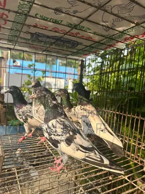 ভালো মানের কবুতর