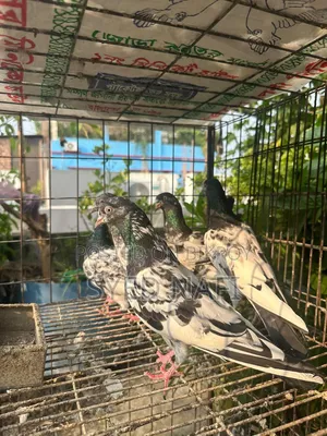ভালো মানের কবুতর