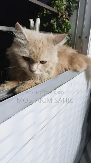 1+ year Female Purebred Persian