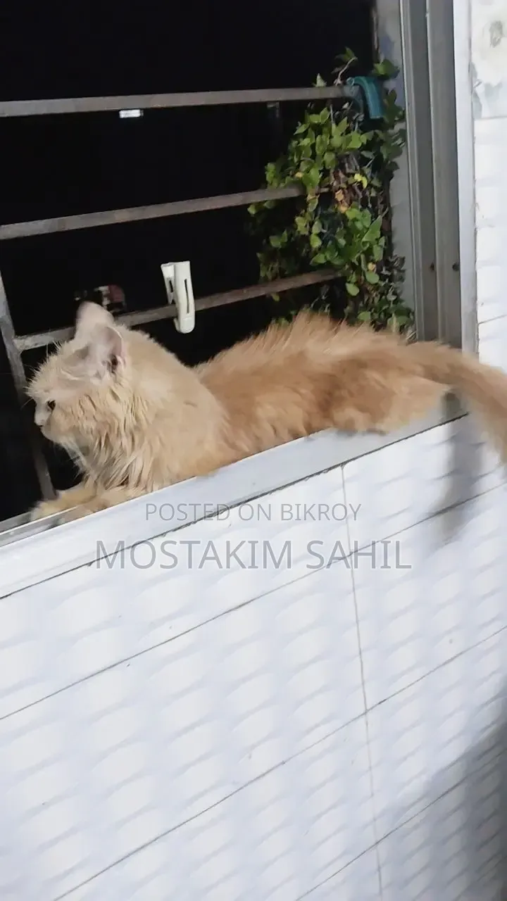 1+ year Female Purebred Persian