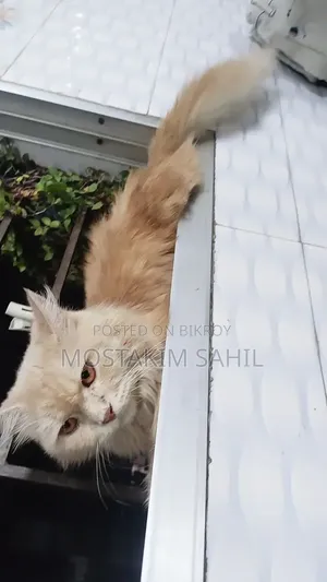 1+ year Female Purebred Persian
