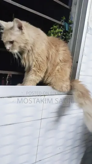 1+ year Female Purebred Persian