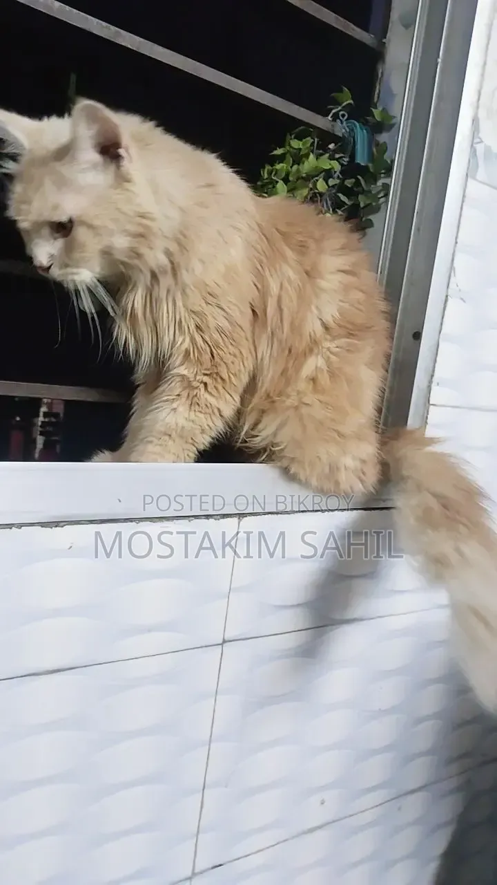 1+ year Female Purebred Persian