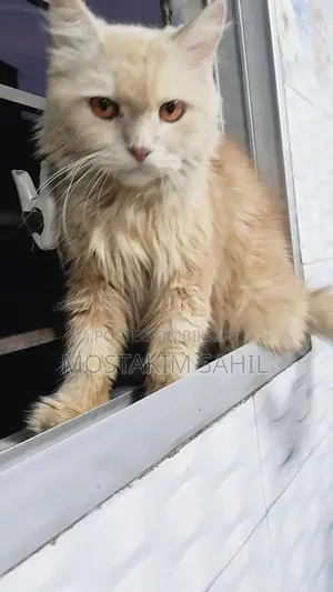 1+ year Female Purebred Persian