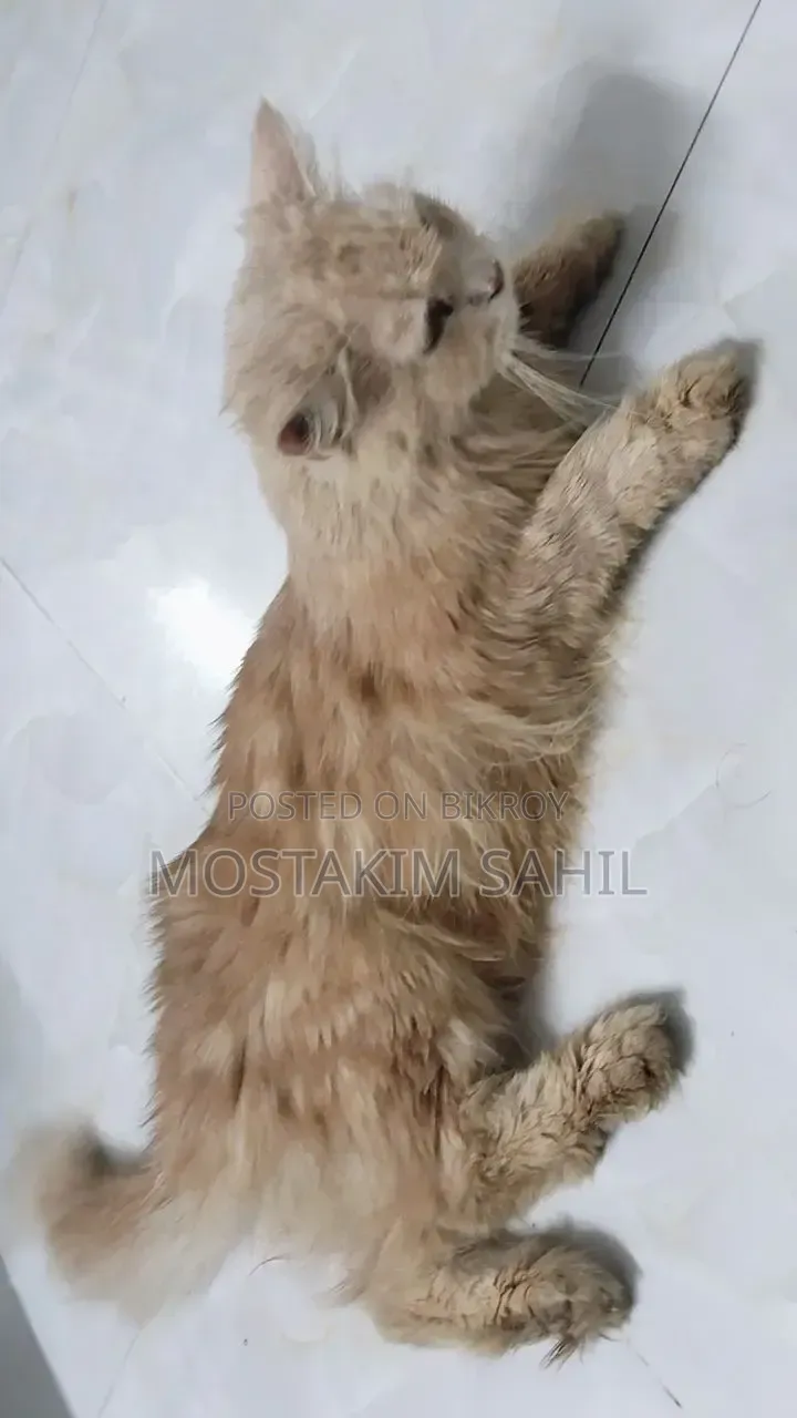 1+ year Female Purebred Persian