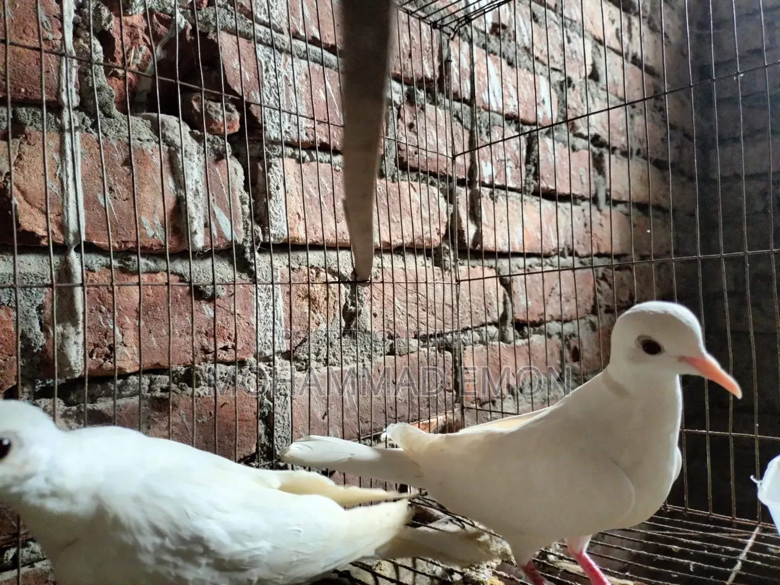 হোয়াইট ডাভ (White Dove) বা সাদা ঘুঘু জোড়া বিক্রি করা হবে