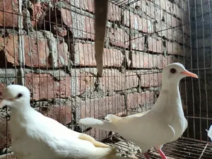 হোয়াইট ডাভ (White Dove) বা সাদা ঘুঘু জোড়া বিক্রি করা হবে
