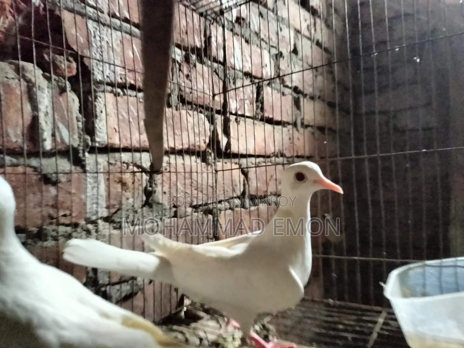 হোয়াইট ডাভ (White Dove) বা সাদা ঘুঘু জোড়া বিক্রি করা হবে