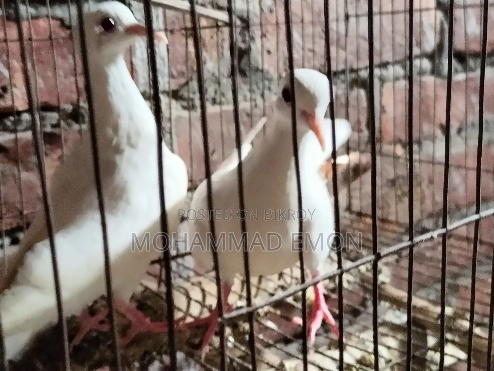 হোয়াইট ডাভ (White Dove) বা সাদা ঘুঘু জোড়া বিক্রি করা হবে