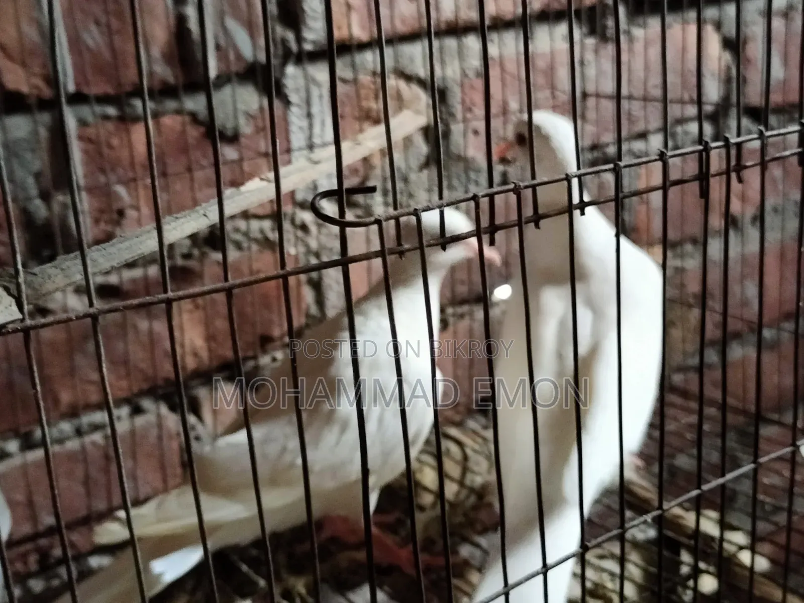 হোয়াইট ডাভ (White Dove) বা সাদা ঘুঘু জোড়া বিক্রি করা হবে