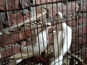 হোয়াইট ডাভ (White Dove) বা সাদা ঘুঘু জোড়া বিক্রি করা হবে