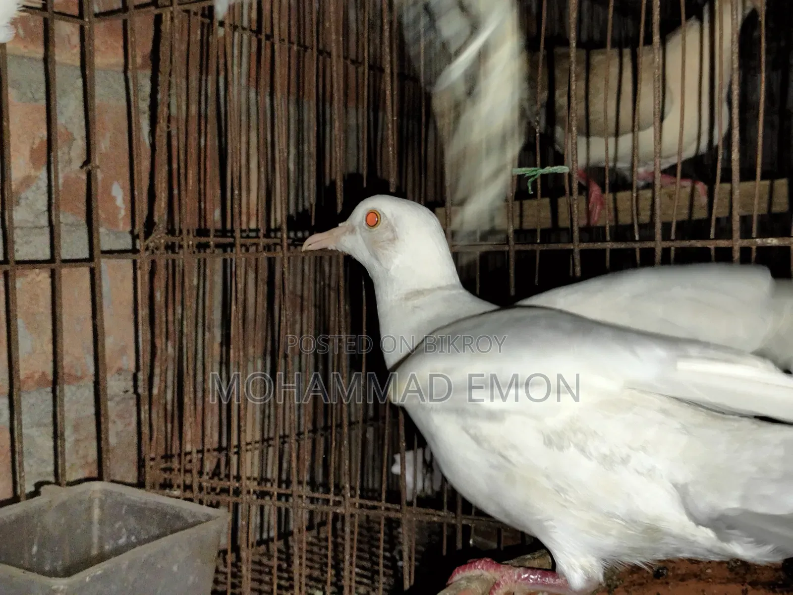 হোয়াইট ডাভ (White Dove) বা সাদা ঘুঘু জোড়া বিক্রি করা হবে