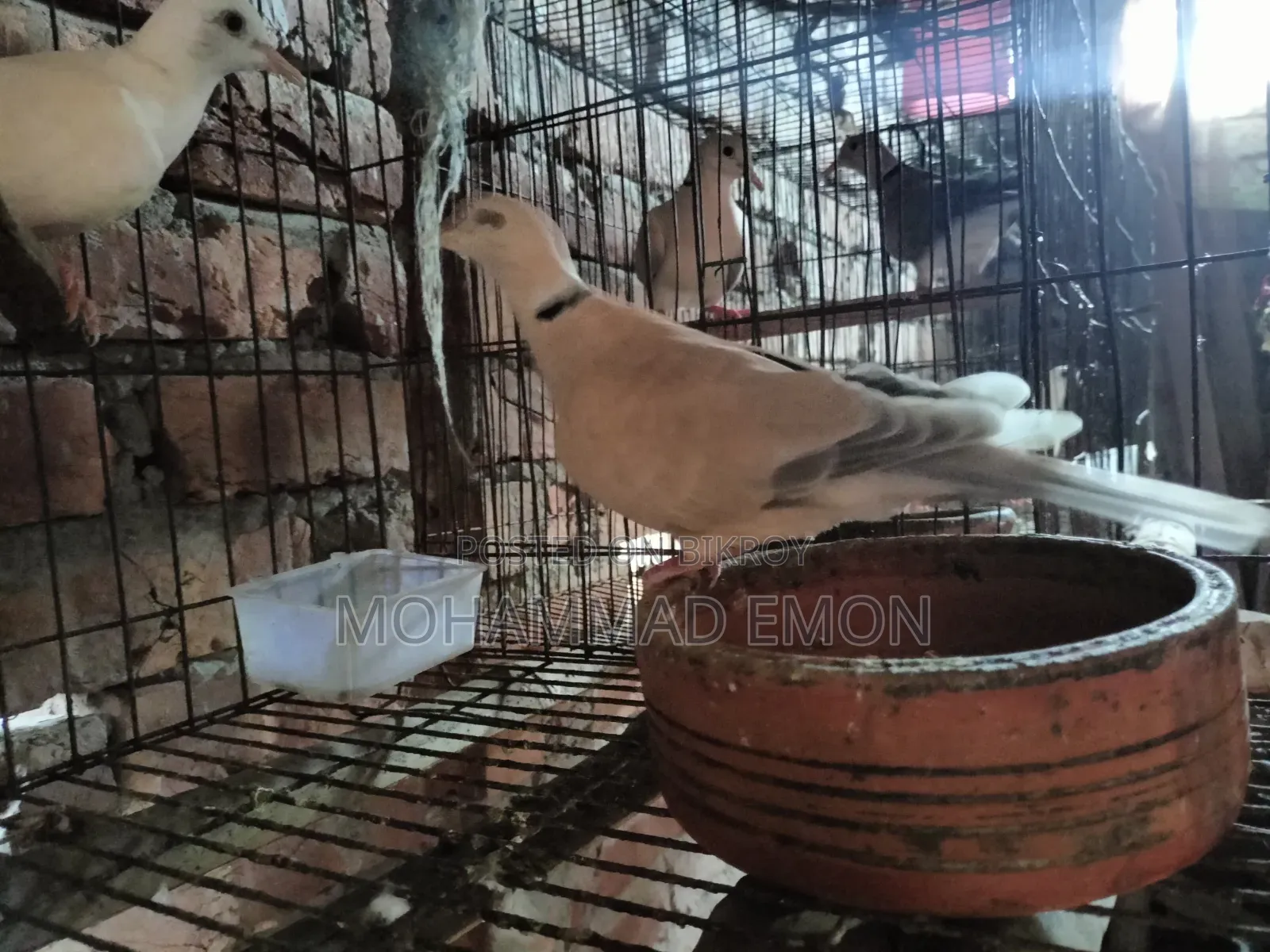 হোয়াইট ডাভ (White Dove) বা সাদা ঘুঘু জোড়া বিক্রি করা হবে