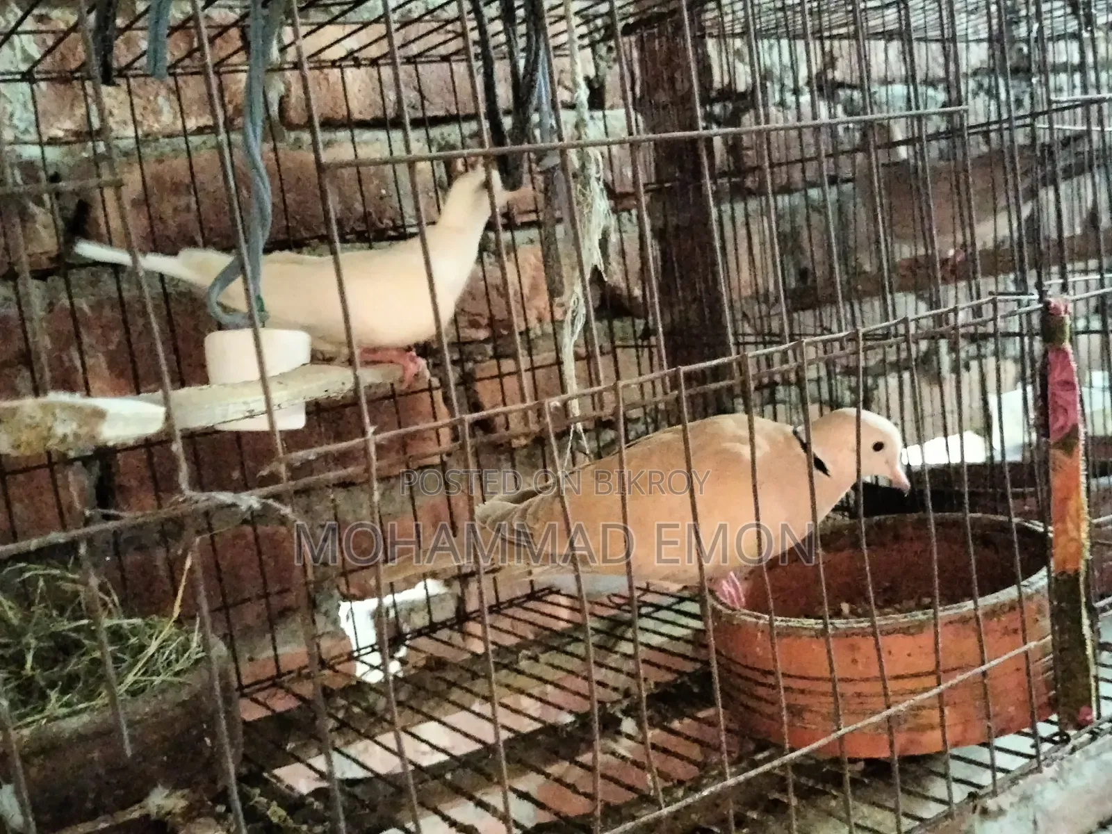 হোয়াইট ডাভ (White Dove) বা সাদা ঘুঘু জোড়া বিক্রি করা হবে