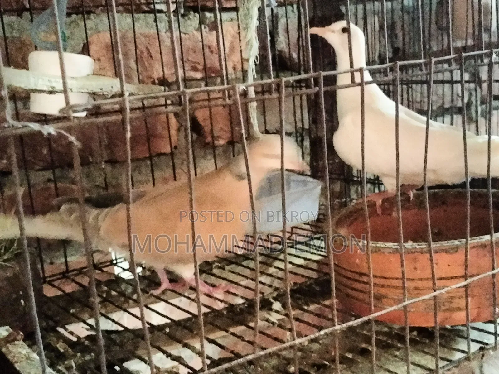 হোয়াইট ডাভ (White Dove) বা সাদা ঘুঘু জোড়া বিক্রি করা হবে