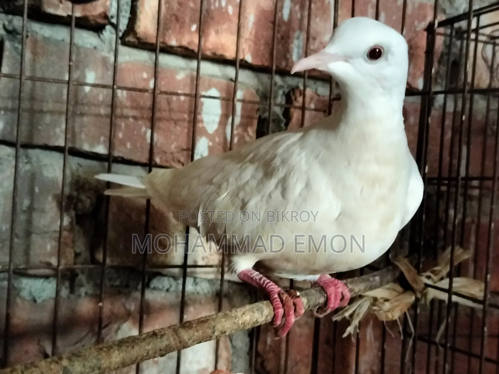 হোয়াইট ডাভ (White Dove) বা সাদা ঘুঘু জোড়া বিক্রি করা হবে