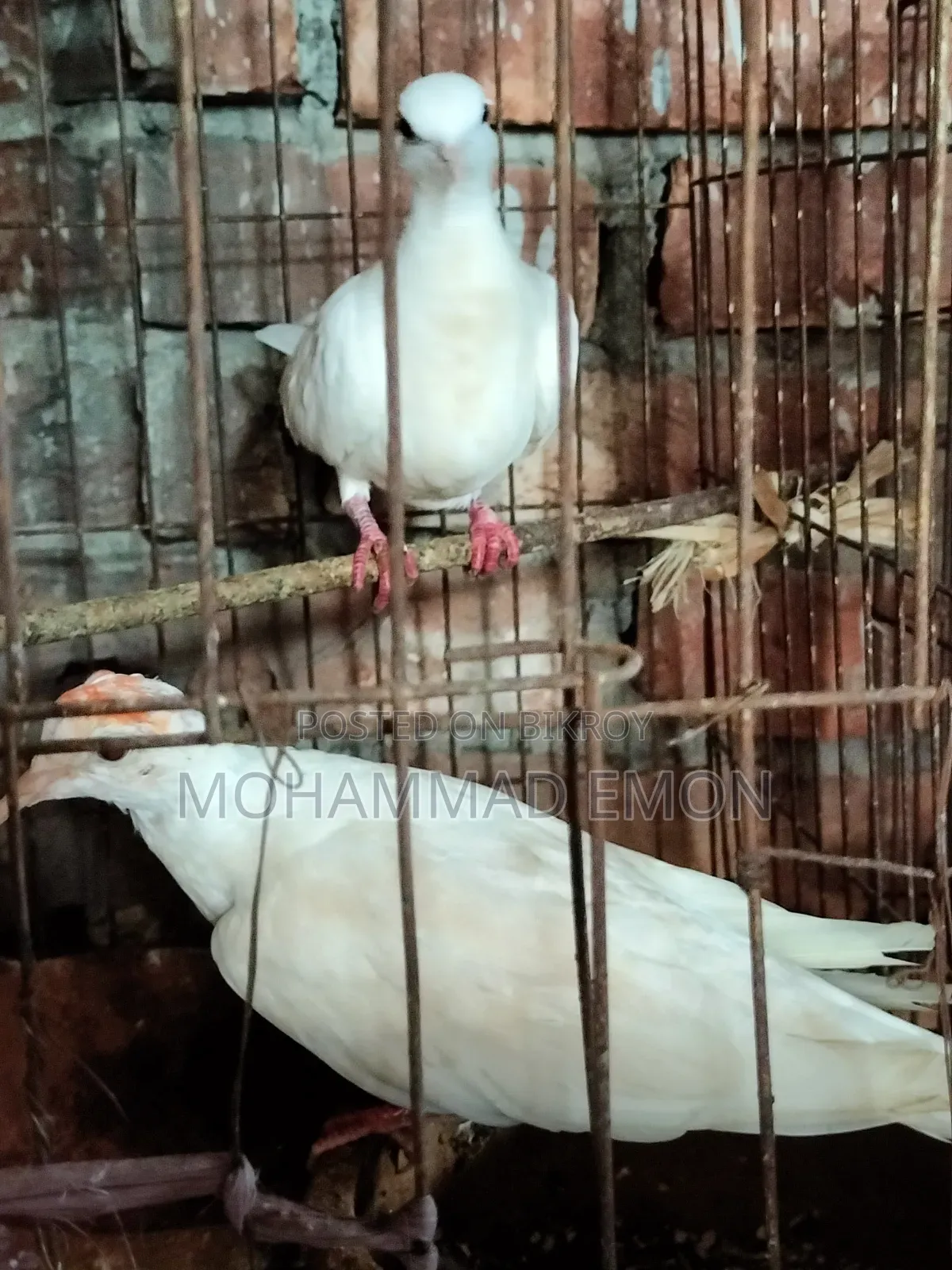 হোয়াইট ডাভ (White Dove) বা সাদা ঘুঘু জোড়া বিক্রি করা হবে
