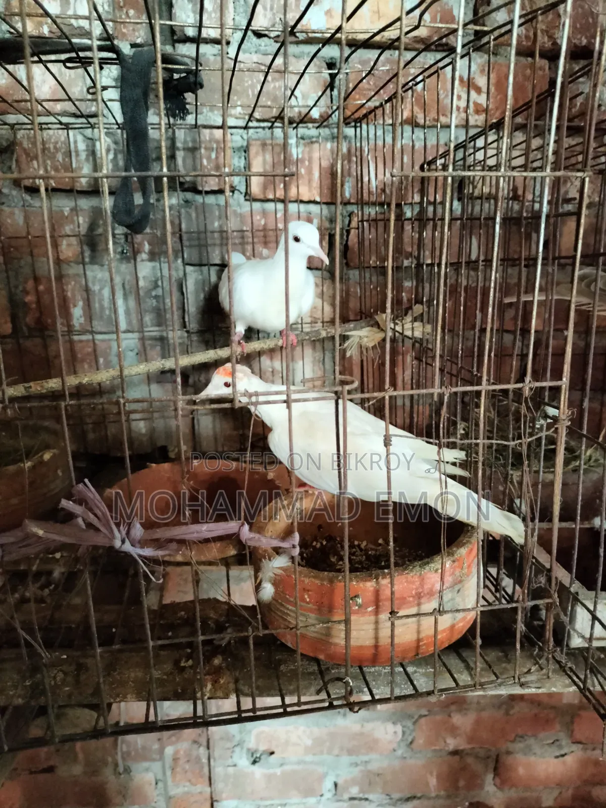 হোয়াইট ডাভ (White Dove) বা সাদা ঘুঘু জোড়া বিক্রি করা হবে