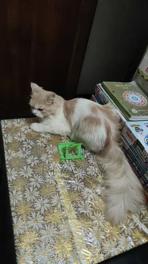 ৬-১২ মাস বয়সী মেল পিউরব্রেড পার্সিয়ান
