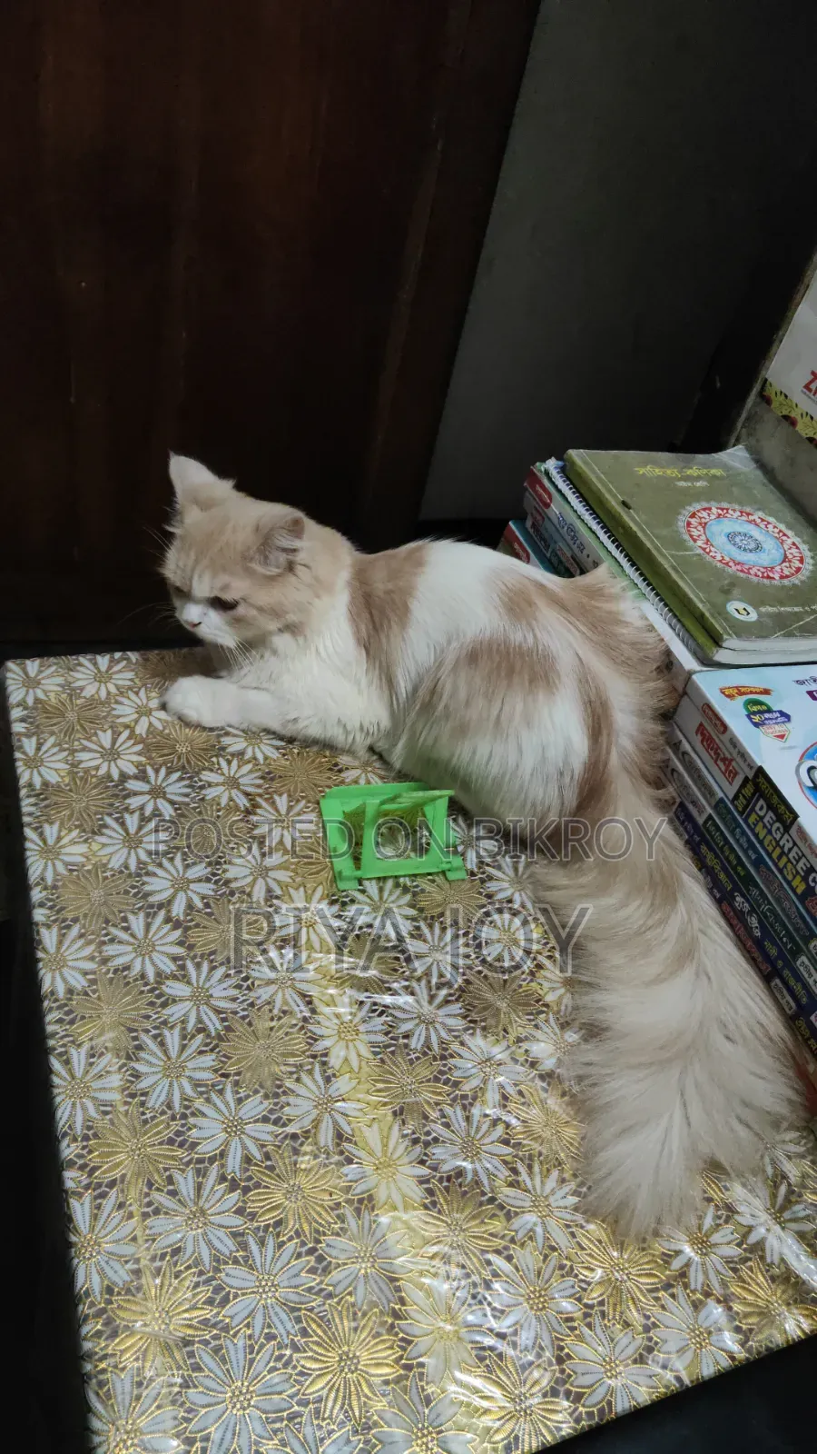 ৬-১২ মাস বয়সী মেল পিউরব্রেড পার্সিয়ান