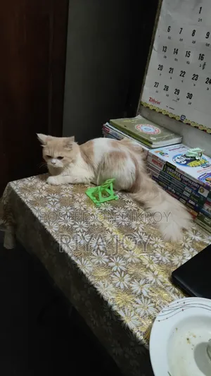 ৬-১২ মাস বয়সী মেল পিউরব্রেড পার্সিয়ান