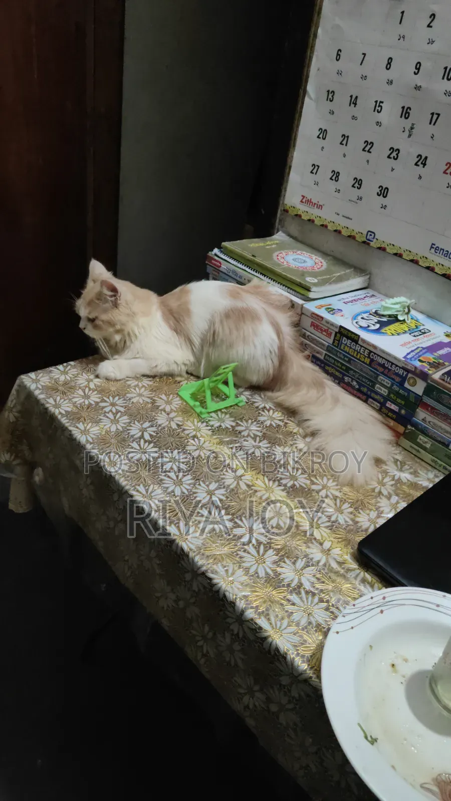 ৬-১২ মাস বয়সী মেল পিউরব্রেড পার্সিয়ান