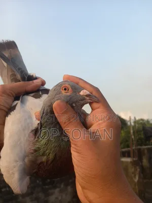 রেসার মাদি