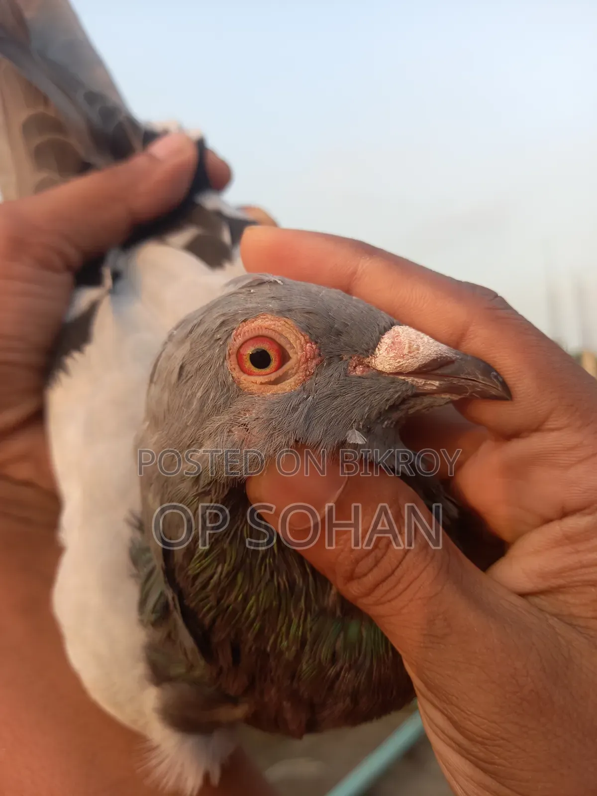 রেসার মাদি