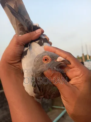 রেসার মাদি