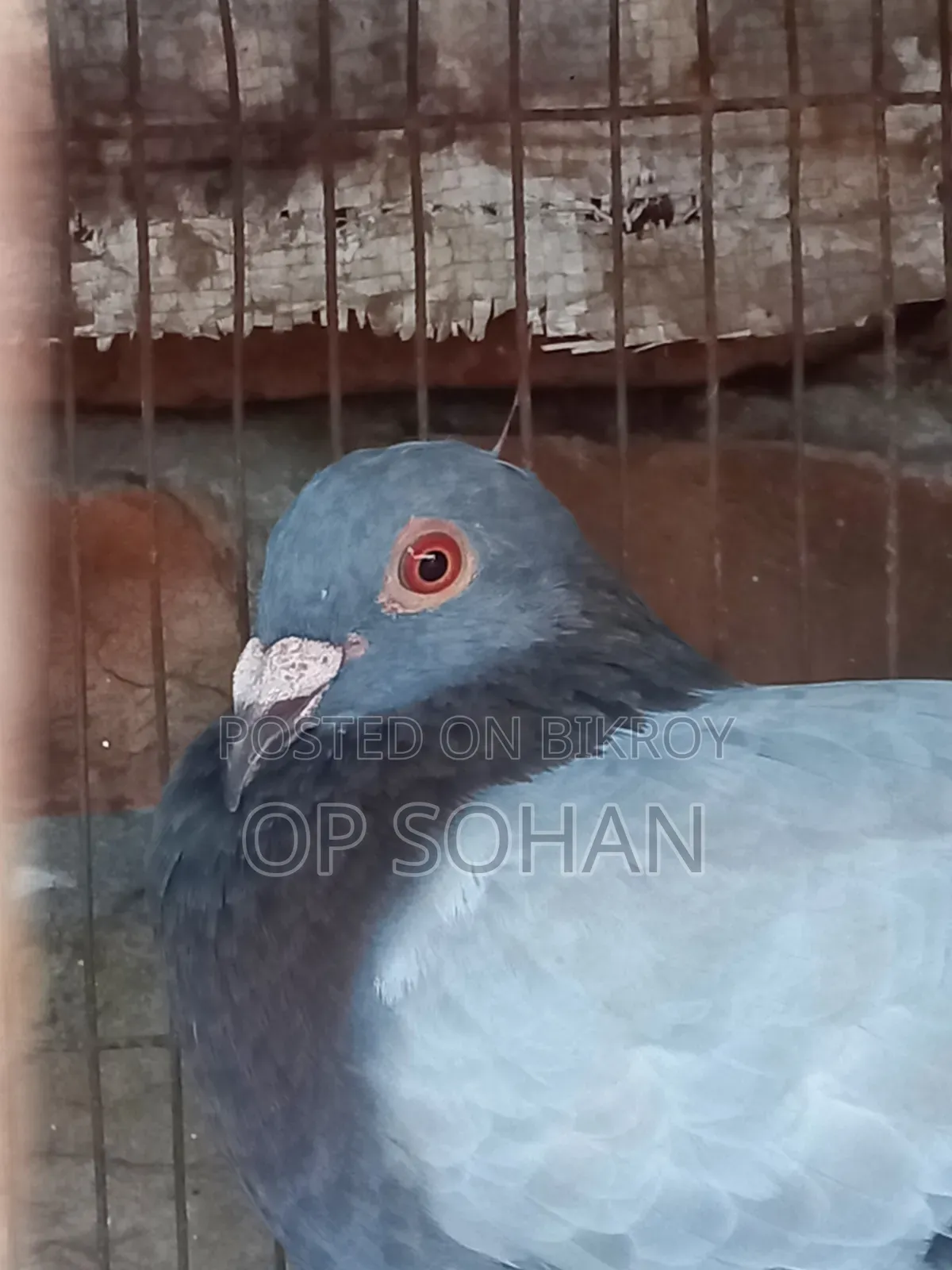 রেসার মাদি