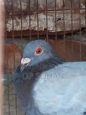রেসার মাদি