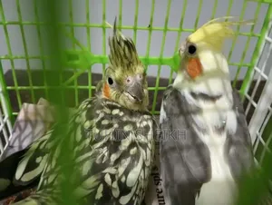 কোকাটেল মেল ফিমেল বয়স ৭ মাস