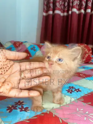 ০-১ মাস বয়সী পুরুষ পিওরব্রেড পার্সিয়ান