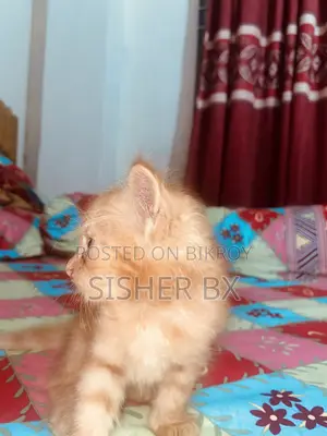 ০-১ মাস বয়সী পুরুষ পিওরব্রেড পার্সিয়ান