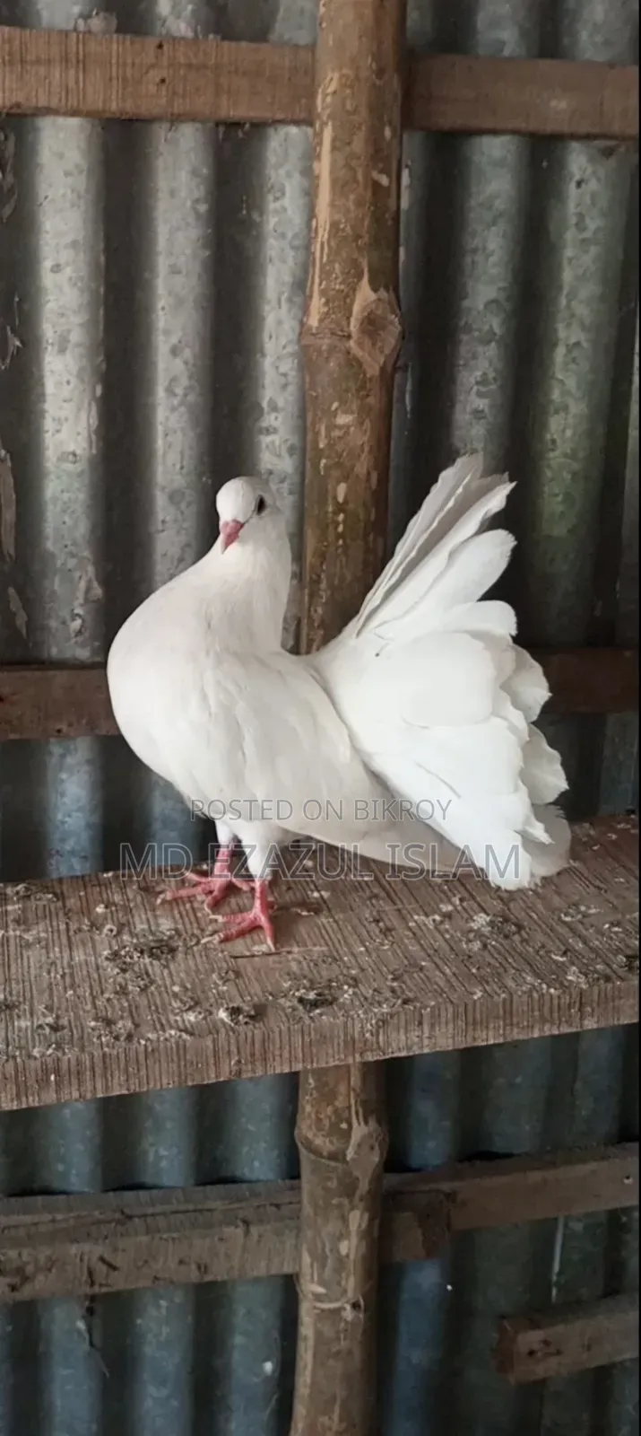 Lakkha Pigeon / Peacock Pigeon