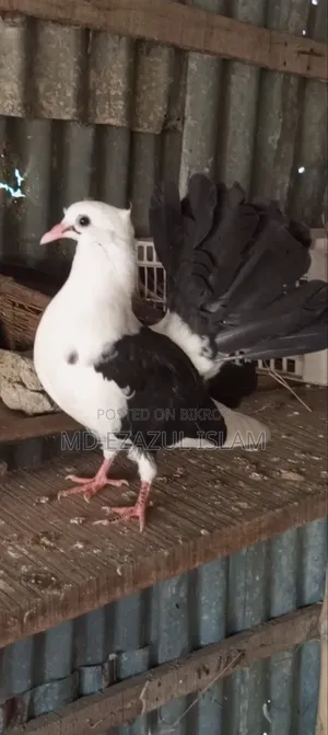 Lakkha Pigeon / Peacock Pigeon