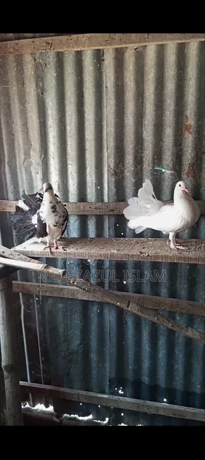 Lakkha Pigeon / Peacock Pigeon