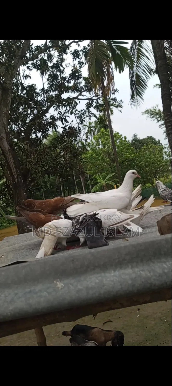 Lakkha Pigeon / Peacock Pigeon